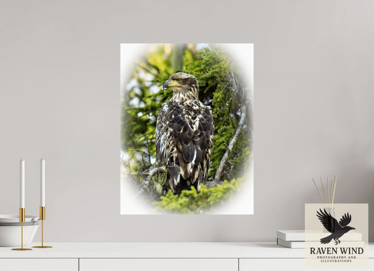 Raven Wind Photography & Illustrations-Forest Watch - Young Eagle Among the Pines Fine Art Wildlife Print -
