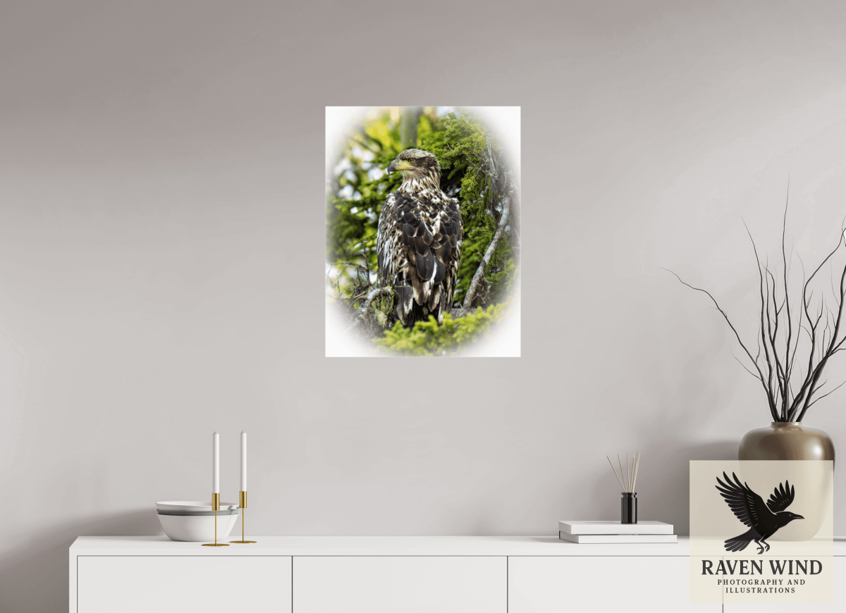 Raven Wind Photography & Illustrations-Forest Watch - Young Eagle Among the Pines Fine Art Wildlife Print -