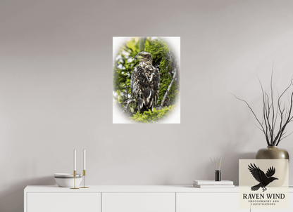 Raven Wind Photography & Illustrations-Forest Watch - Young Eagle Among the Pines Fine Art Wildlife Print -