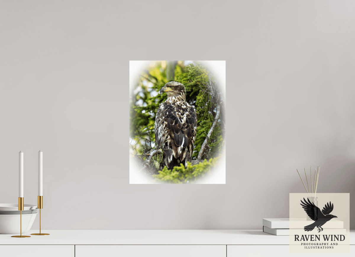 Raven Wind Photography & Illustrations-Forest Watch - Young Eagle Among the Pines Fine Art Wildlife Print -