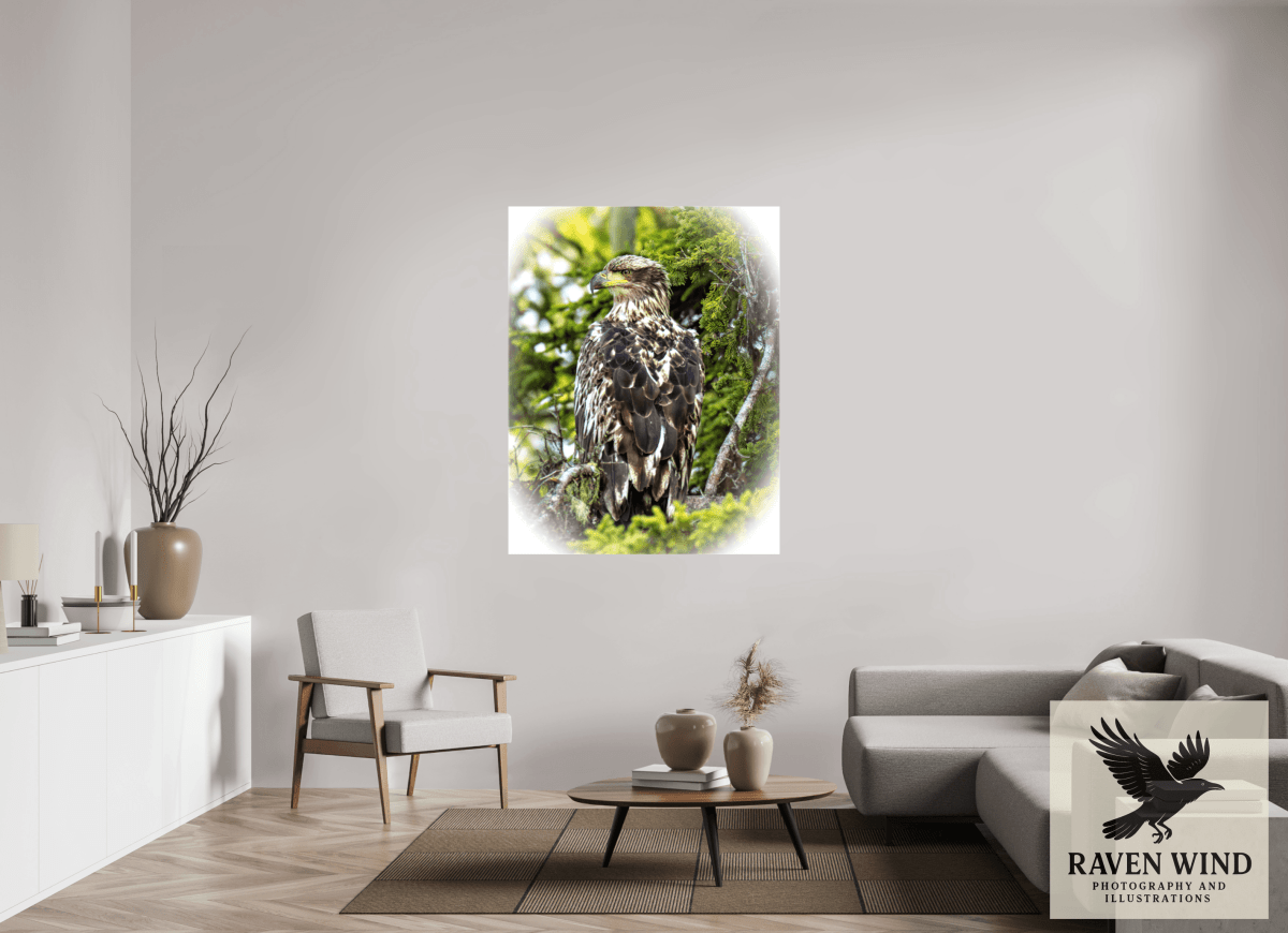 Raven Wind Photography & Illustrations-Forest Watch - Young Eagle Among the Pines Fine Art Wildlife Print -