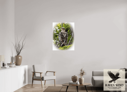 Raven Wind Photography & Illustrations-Forest Watch - Young Eagle Among the Pines Fine Art Wildlife Print -