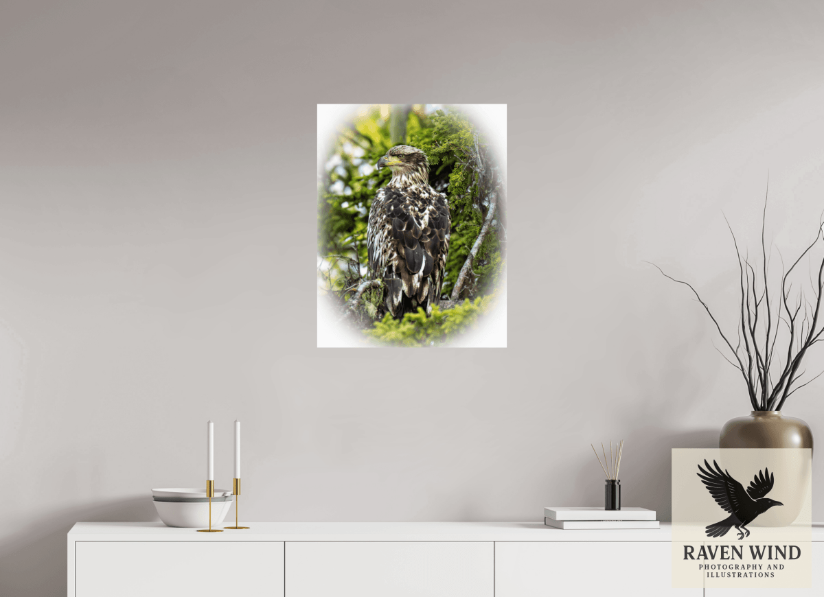 Raven Wind Photography & Illustrations-Forest Watch - Young Eagle Among the Pines Fine Art Wildlife Print -