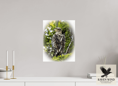 Raven Wind Photography & Illustrations-Forest Watch - Young Eagle Among the Pines Fine Art Wildlife Print -