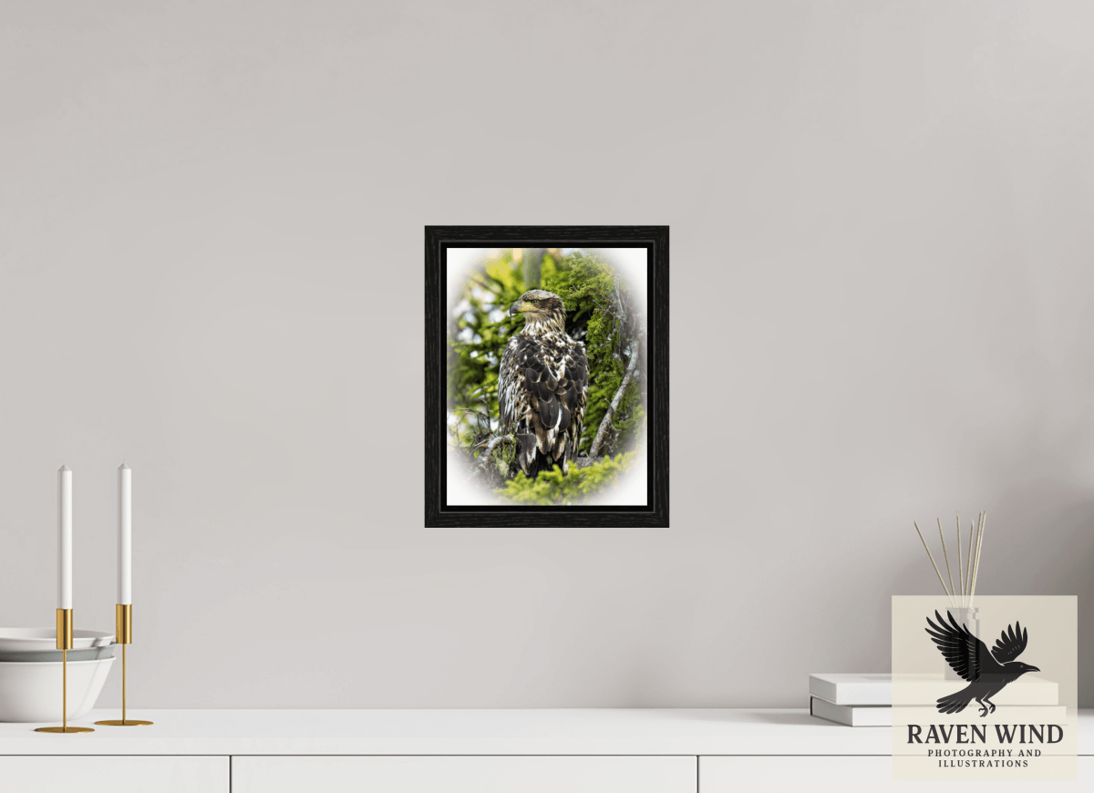 Raven Wind Photography & Illustrations-Forest Watch - Young Eagle Among the Pines Fine Art Wildlife Print -