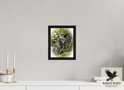 Raven Wind Photography & Illustrations-Forest Watch - Young Eagle Among the Pines Fine Art Wildlife Print -