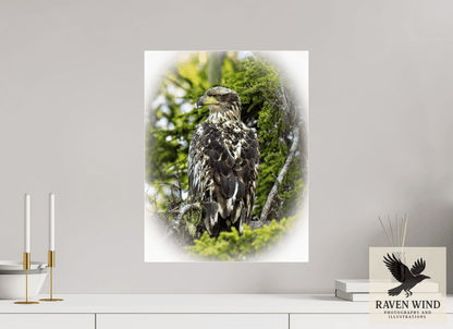 Raven Wind Photography & Illustrations-Forest Watch - Young Eagle Among the Pines Fine Art Wildlife Print -
