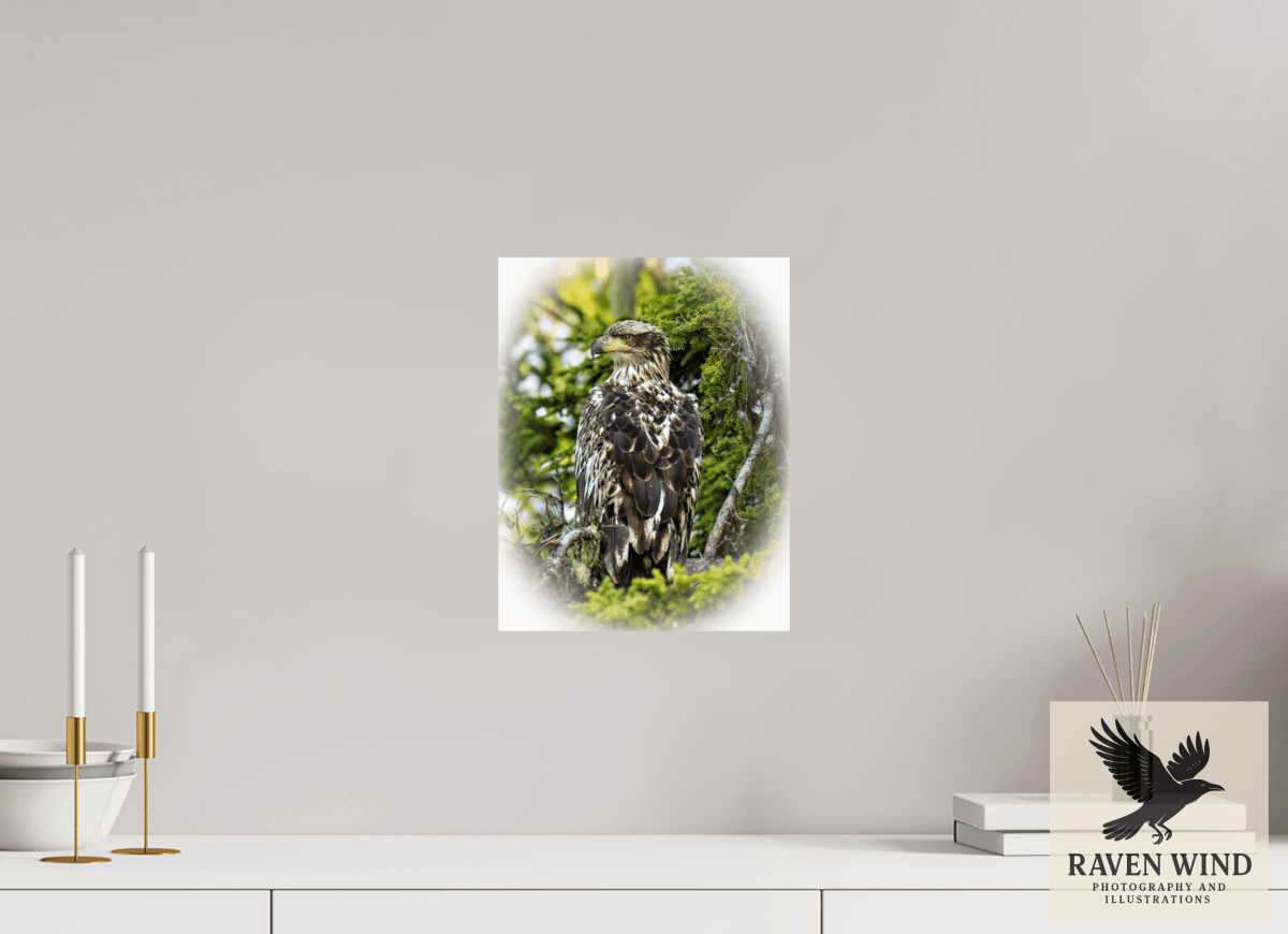 Raven Wind Photography & Illustrations-Forest Watch - Young Eagle Among the Pines Fine Art Wildlife Print -
