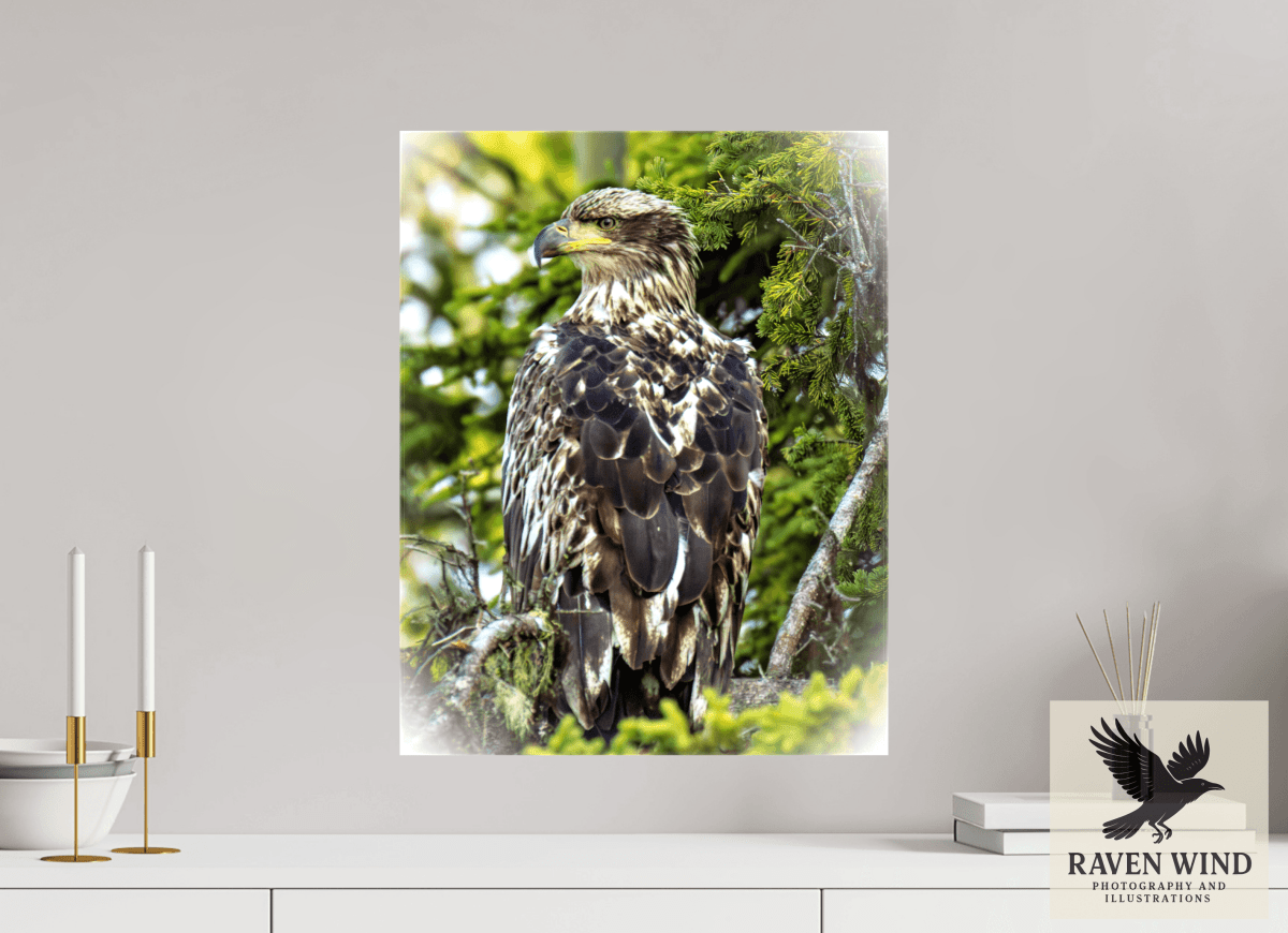 Raven Wind Photography & Illustrations-Forest Watch - Young Eagle Among the Pines Fine Art Wildlife Print -