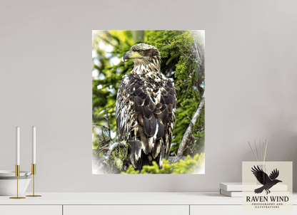 Raven Wind Photography & Illustrations-Forest Watch - Young Eagle Among the Pines Fine Art Wildlife Print -