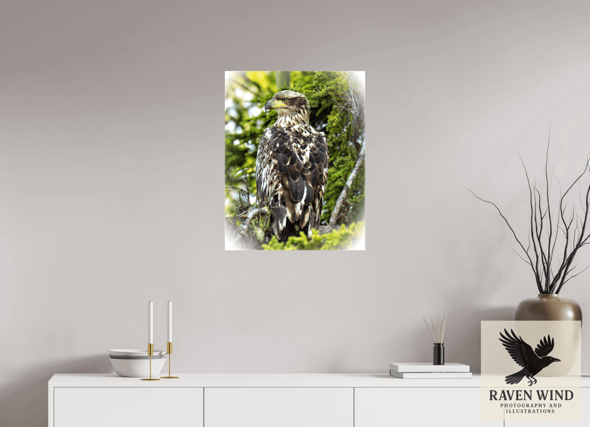 Raven Wind Photography & Illustrations-Forest Watch - Young Eagle Among the Pines Fine Art Wildlife Print -