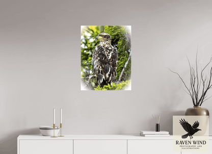 Raven Wind Photography & Illustrations-Forest Watch - Young Eagle Among the Pines Fine Art Wildlife Print -