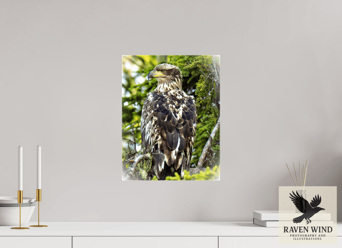 Raven Wind Photography & Illustrations-Forest Watch - Young Eagle Among the Pines Fine Art Wildlife Print -