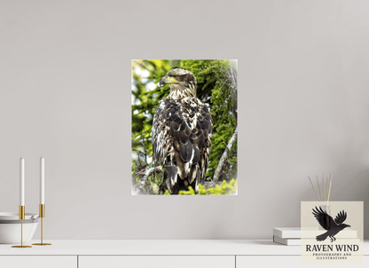 Raven Wind Photography & Illustrations-Forest Watch - Young Eagle Among the Pines Fine Art Wildlife Print -
