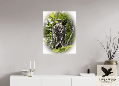 Raven Wind Photography & Illustrations-Forest Watch - Young Eagle Among the Pines Fine Art Wildlife Print -