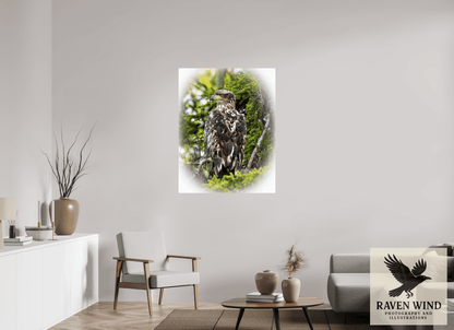 Raven Wind Photography & Illustrations-Forest Watch - Young Eagle Among the Pines Fine Art Wildlife Print -
