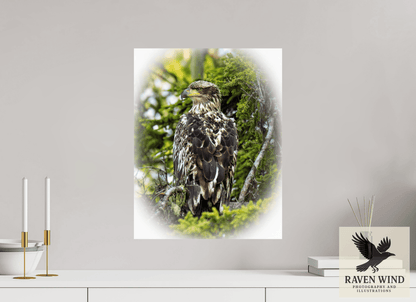 Raven Wind Photography & Illustrations-Forest Watch - Young Eagle Among the Pines Fine Art Wildlife Print -