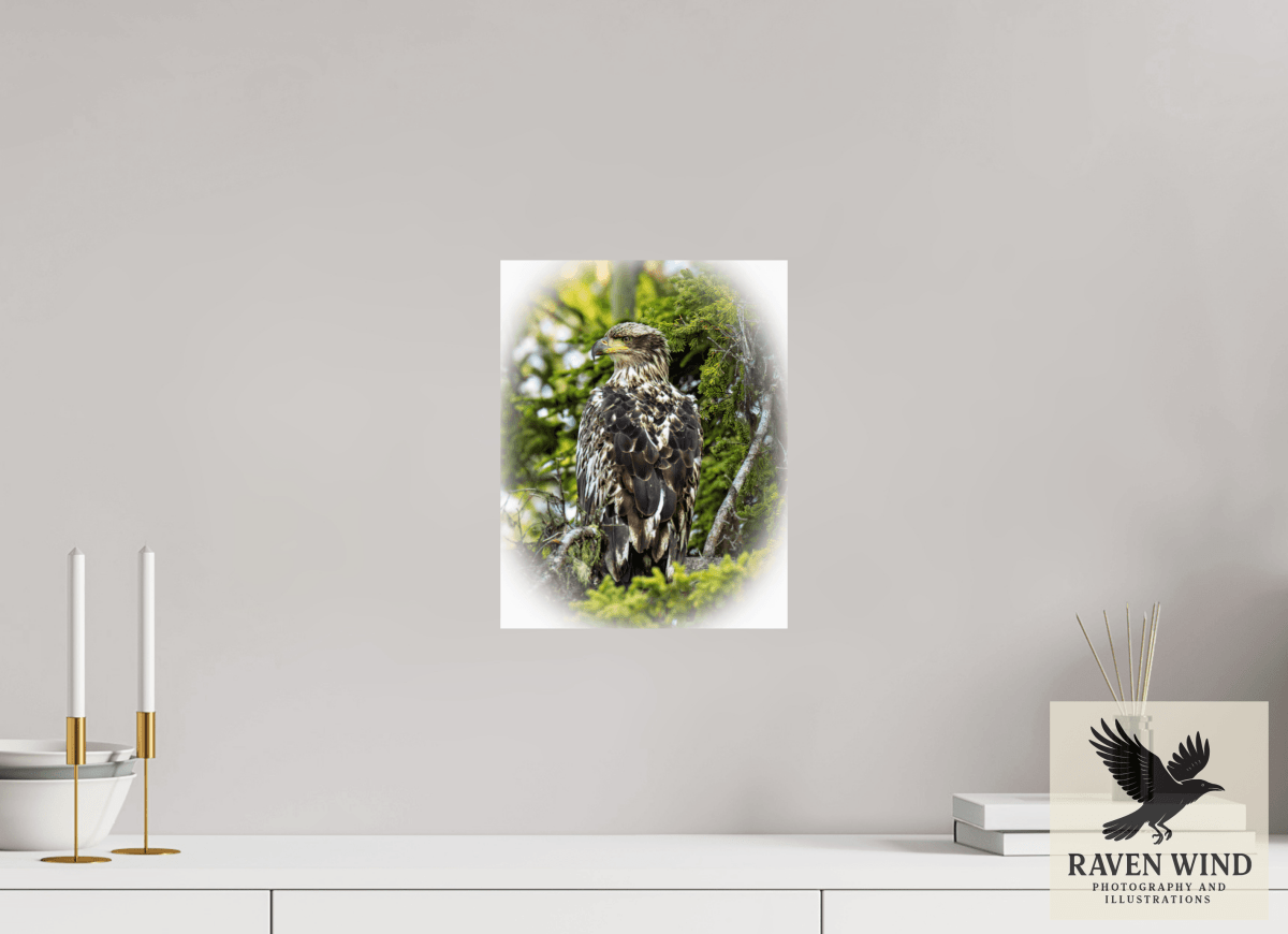 Raven Wind Photography & Illustrations-Forest Watch - Young Eagle Among the Pines Fine Art Wildlife Print -