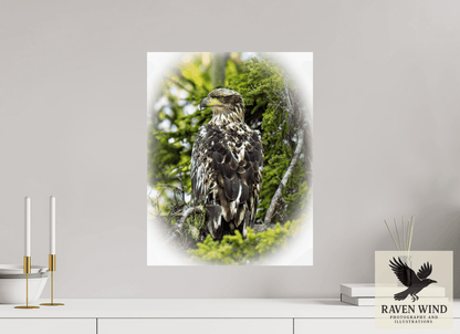 Raven Wind Photography & Illustrations-Forest Watch - Young Eagle Among the Pines Fine Art Wildlife Print -