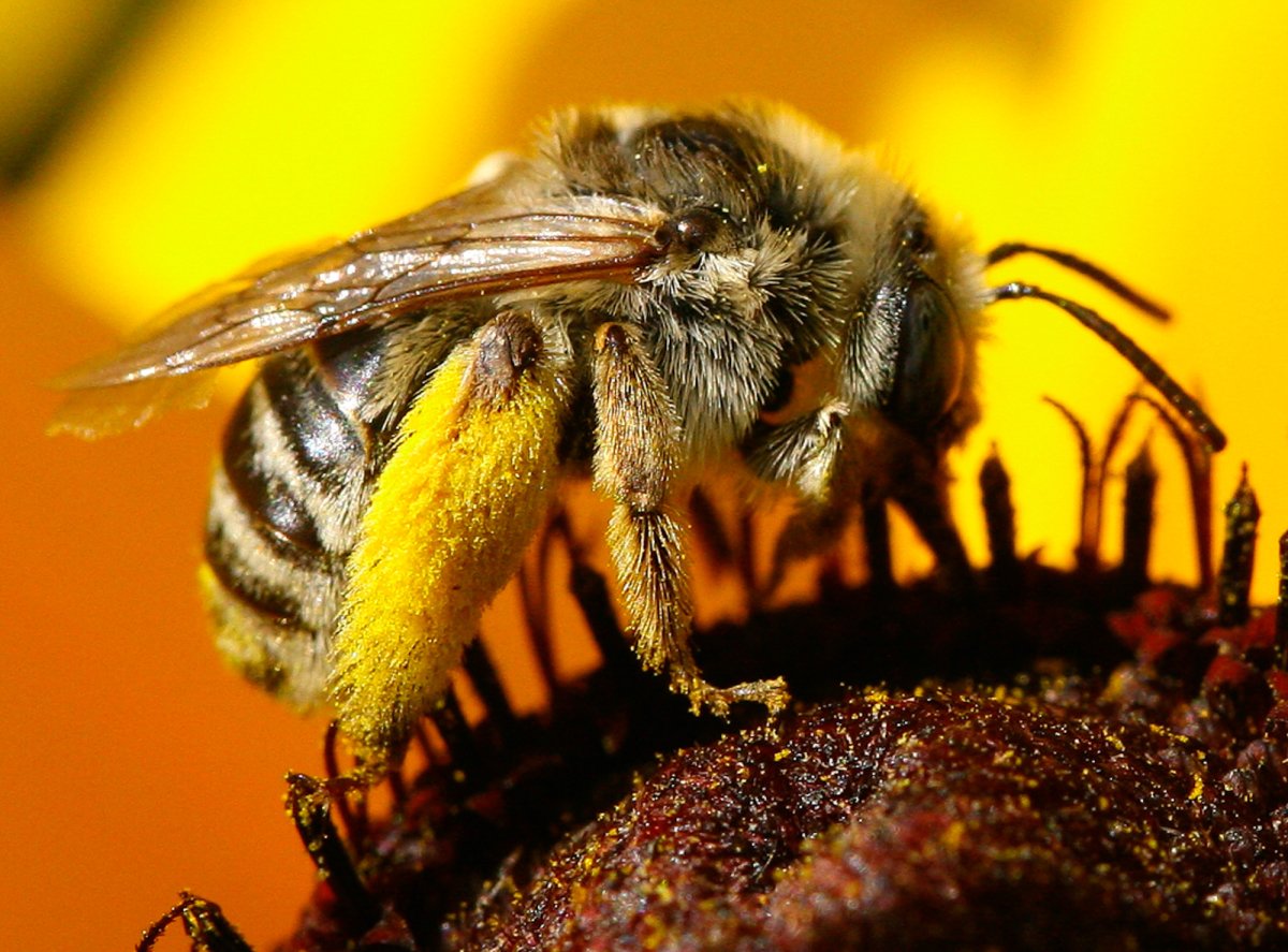 Close-up of a bee on a yellow flower with a blurred background