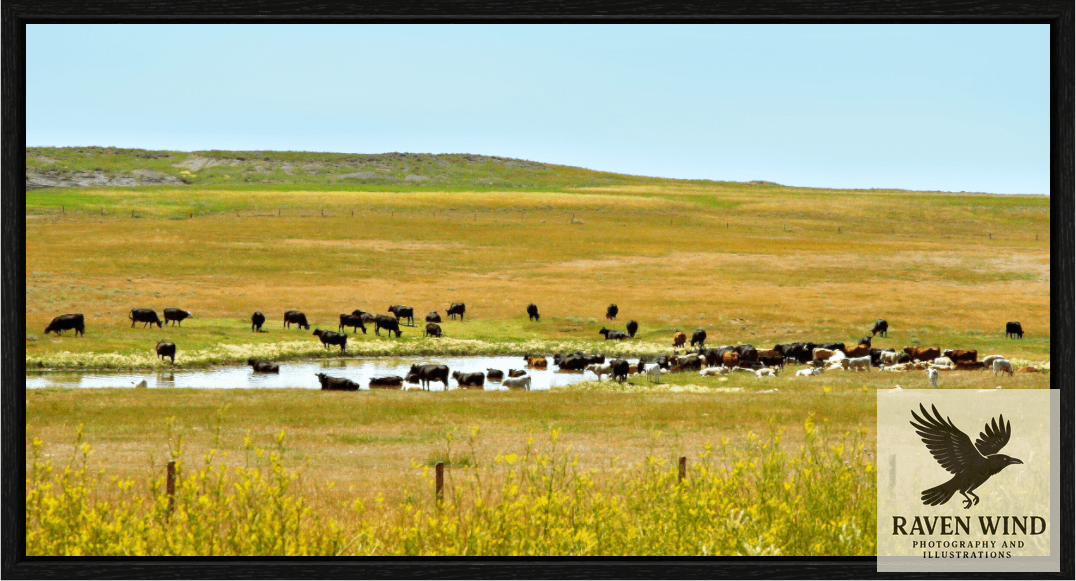Raven Wind Photography & Illustrations-Gathering at Mule Creek Fine Art Nature Print -