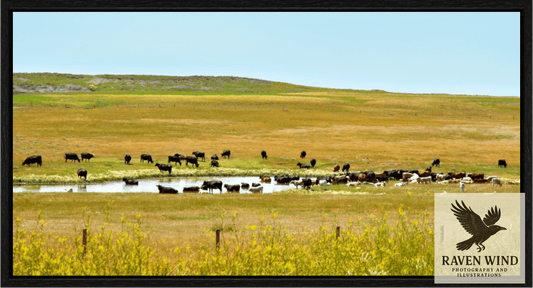 Raven Wind Photography & Illustrations-Gathering at Mule Creek Fine Art Nature Print -