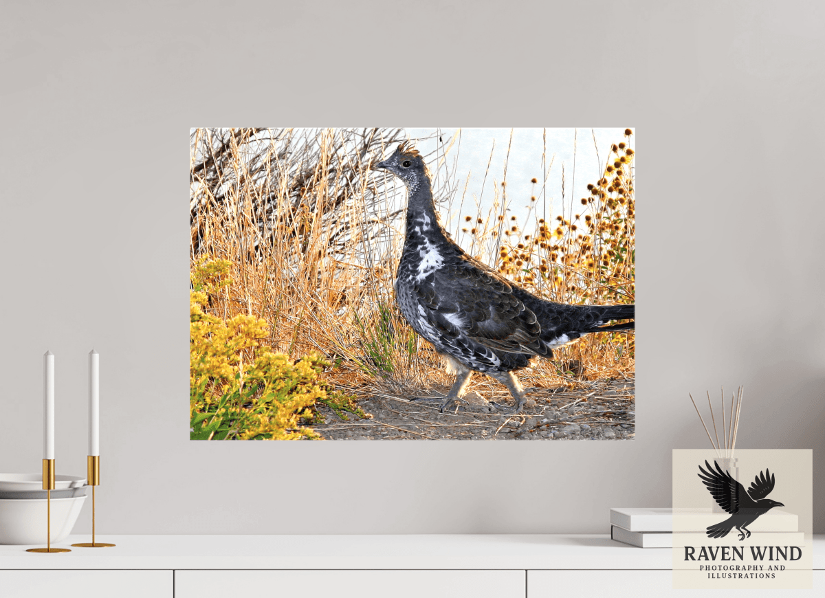 Raven Wind Photography & Illustrations-Grounded Grace - a Wild Grouse Fine Art Wildlife Print -