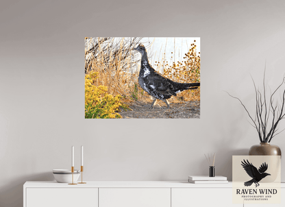 Raven Wind Photography & Illustrations-Grounded Grace - a Wild Grouse Fine Art Wildlife Print -