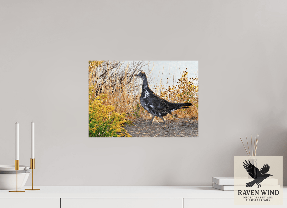 Raven Wind Photography & Illustrations-Grounded Grace - a Wild Grouse Fine Art Wildlife Print -
