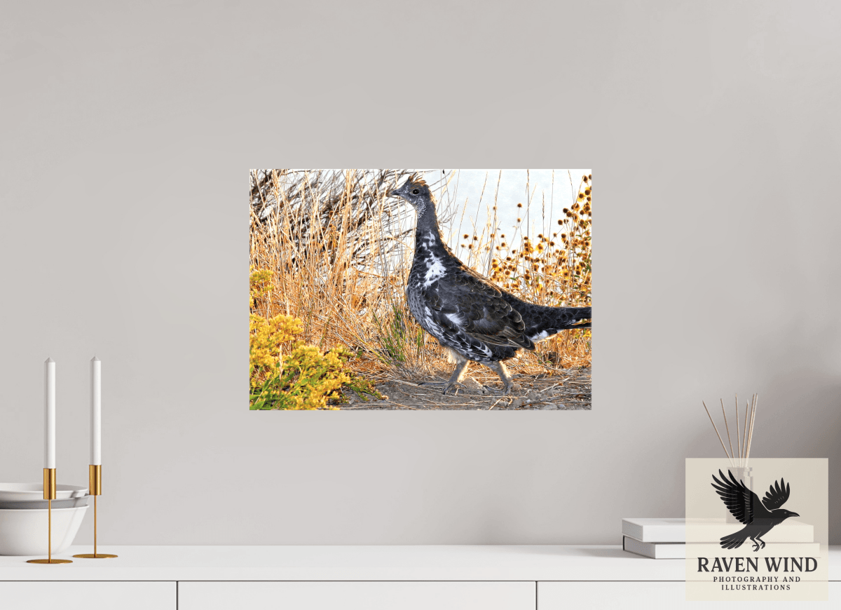 Raven Wind Photography & Illustrations-Grounded Grace - a Wild Grouse Fine Art Wildlife Print -