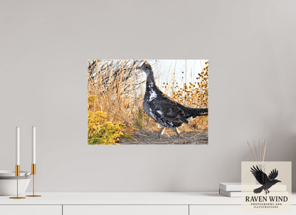 Raven Wind Photography & Illustrations-Grounded Grace - a Wild Grouse Fine Art Wildlife Print -