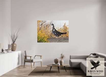 Raven Wind Photography & Illustrations-Grounded Grace - a Wild Grouse Fine Art Wildlife Print -