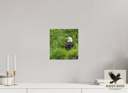 Raven Wind Photography & Illustrations-Grounded Majesty - Alaskan Bald Eagle Fine Art Wildlife Print -