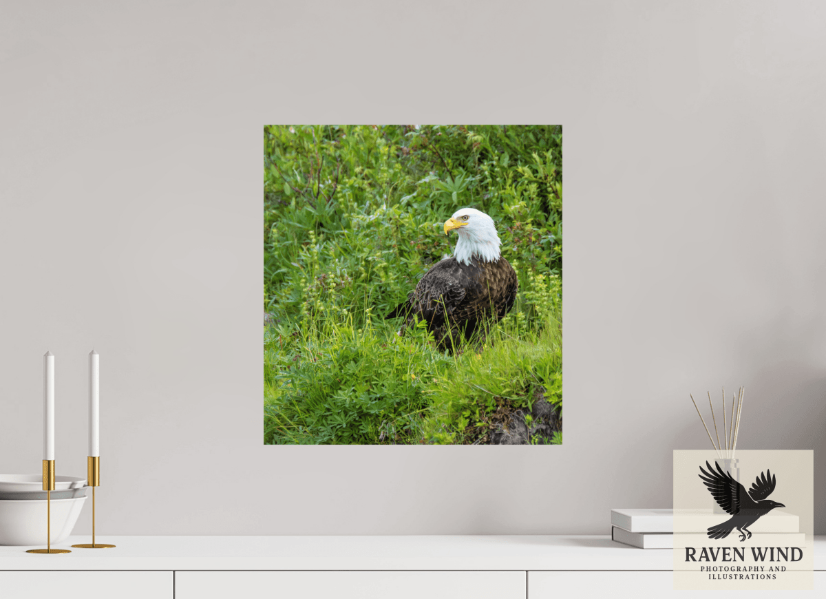 Raven Wind Photography & Illustrations-Grounded Majesty - Alaskan Bald Eagle Fine Art Wildlife Print -