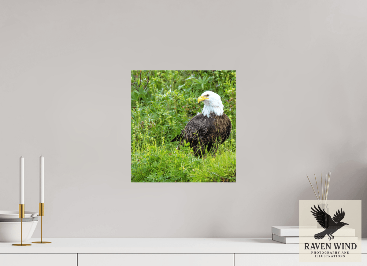 Raven Wind Photography & Illustrations-Grounded Majesty - Alaskan Bald Eagle Fine Art Wildlife Print -