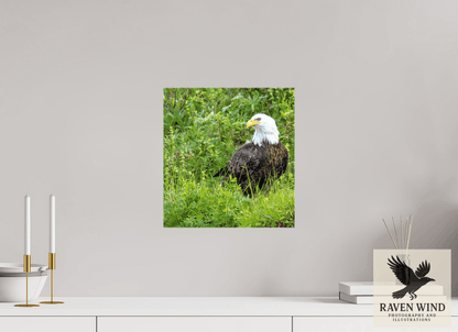 Raven Wind Photography & Illustrations-Grounded Majesty - Alaskan Bald Eagle Fine Art Wildlife Print -