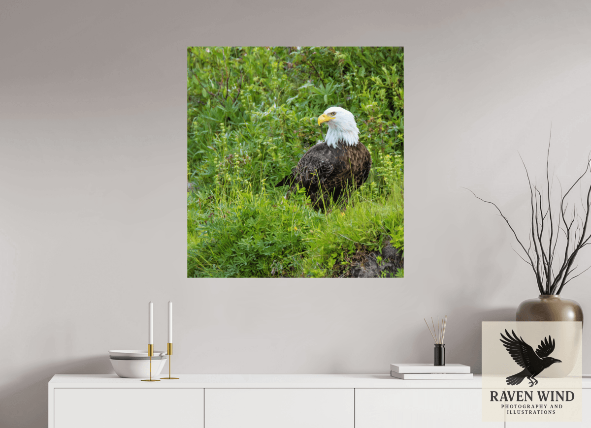 Raven Wind Photography & Illustrations-Grounded Majesty - Alaskan Bald Eagle Fine Art Wildlife Print -