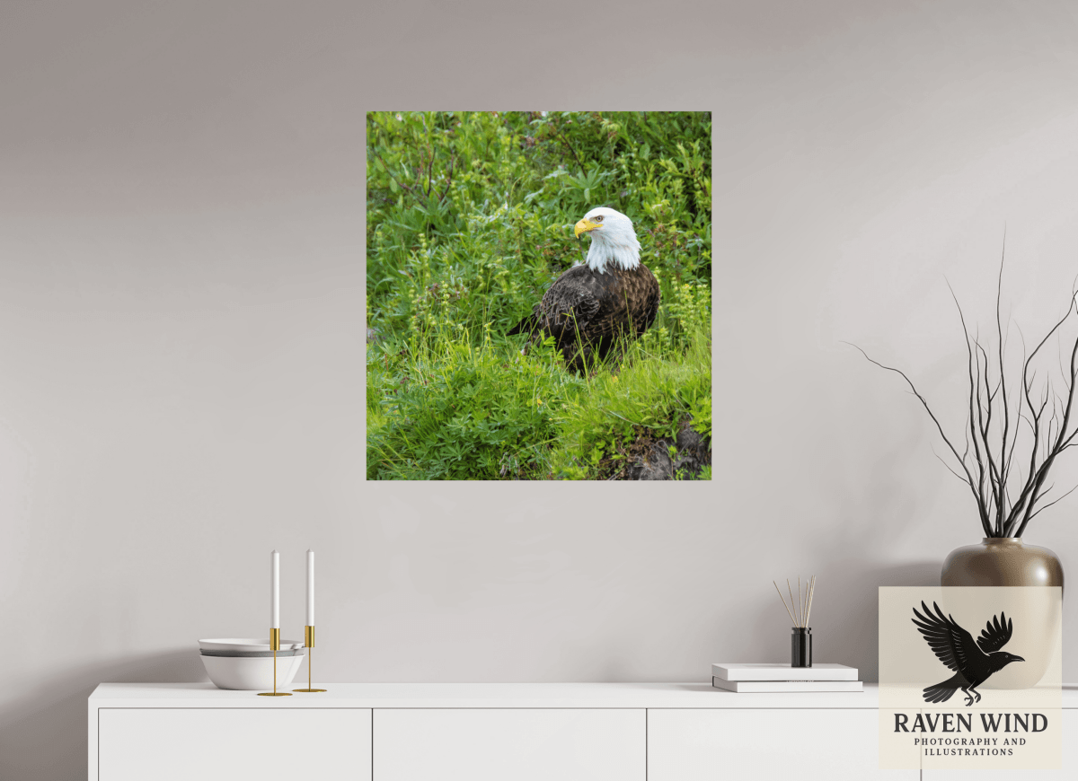Raven Wind Photography & Illustrations-Grounded Majesty - Alaskan Bald Eagle Fine Art Wildlife Print -
