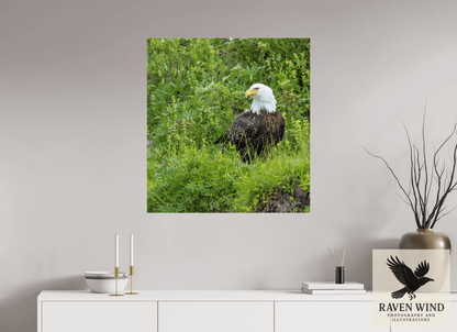 Raven Wind Photography & Illustrations-Grounded Majesty - Alaskan Bald Eagle Fine Art Wildlife Print -
