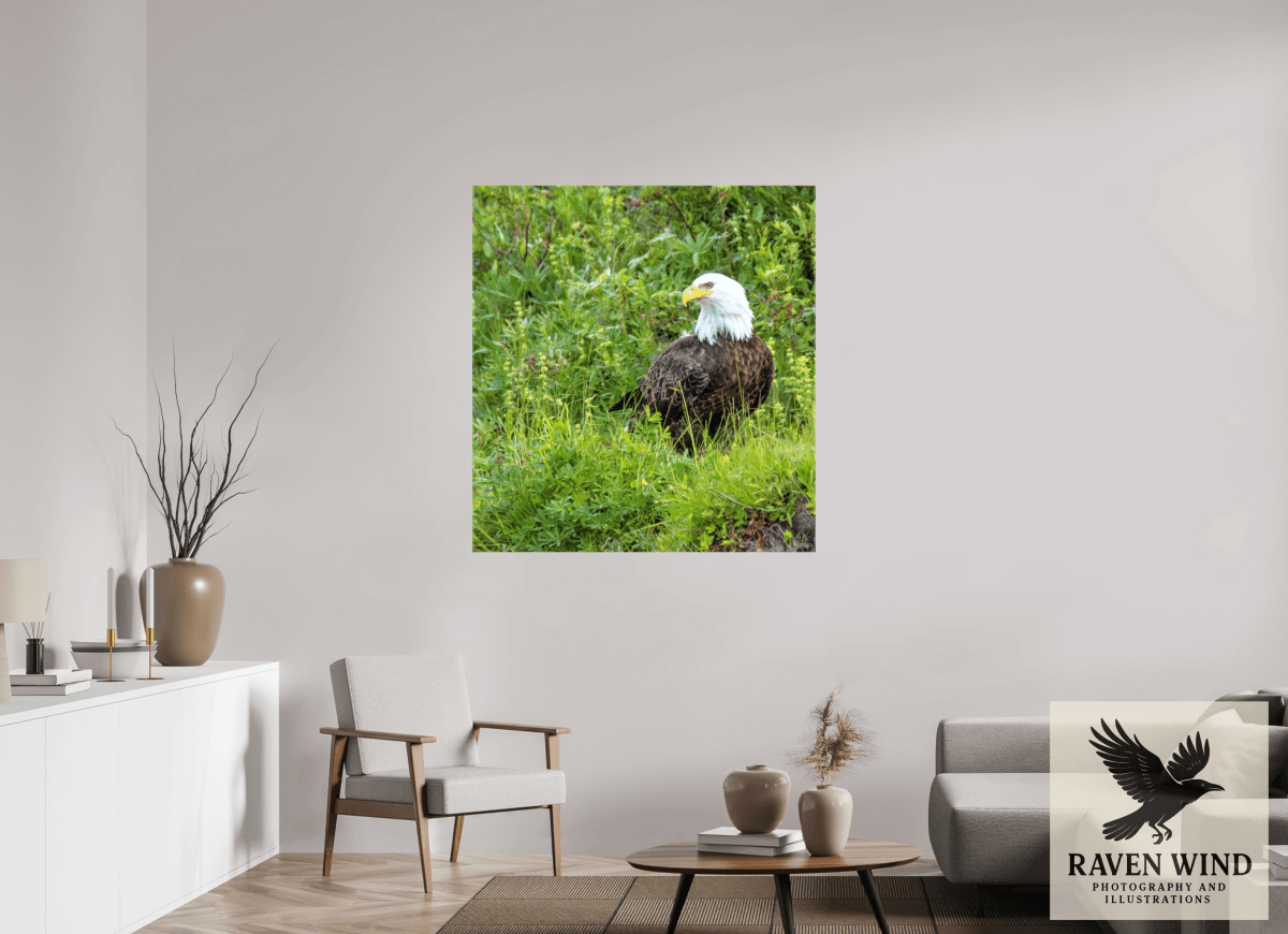 Raven Wind Photography & Illustrations-Grounded Majesty - Alaskan Bald Eagle Fine Art Wildlife Print -