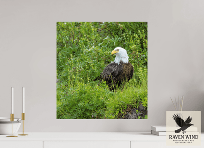 Raven Wind Photography & Illustrations-Grounded Majesty - Alaskan Bald Eagle Fine Art Wildlife Print -
