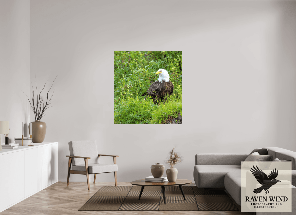 Raven Wind Photography & Illustrations-Grounded Majesty - Alaskan Bald Eagle Fine Art Wildlife Print -
