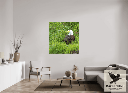Raven Wind Photography & Illustrations-Grounded Majesty - Alaskan Bald Eagle Fine Art Wildlife Print -