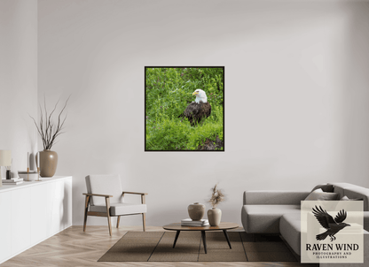 Raven Wind Photography & Illustrations-Grounded Majesty - Alaskan Bald Eagle Fine Art Wildlife Print -