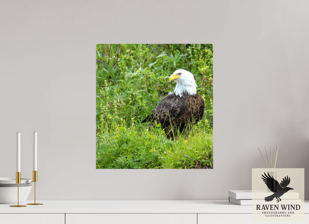 Raven Wind Photography & Illustrations-Grounded Majesty - Alaskan Bald Eagle Fine Art Wildlife Print -