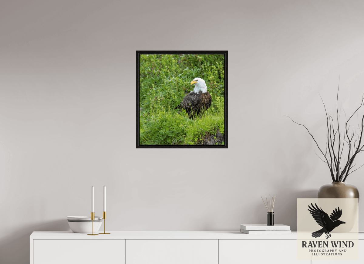 Raven Wind Photography & Illustrations-Grounded Majesty - Alaskan Bald Eagle Fine Art Wildlife Print -