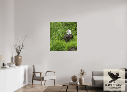 Raven Wind Photography & Illustrations-Grounded Majesty - Alaskan Bald Eagle Fine Art Wildlife Print -
