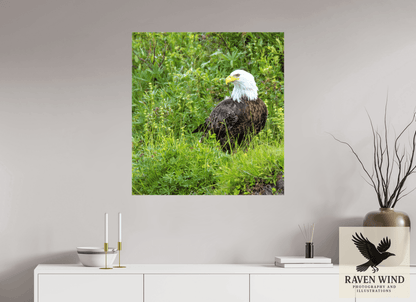 Raven Wind Photography & Illustrations-Grounded Majesty - Alaskan Bald Eagle Fine Art Wildlife Print -
