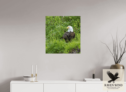 Raven Wind Photography & Illustrations-Grounded Majesty - Alaskan Bald Eagle Fine Art Wildlife Print -