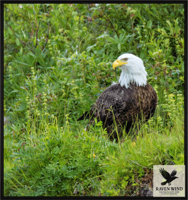 Raven Wind Photography & Illustrations-Grounded Majesty - Alaskan Bald Eagle Fine Art Wildlife Print -